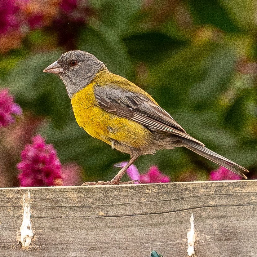 Gray-hooded Sierra Finch - ML647843127