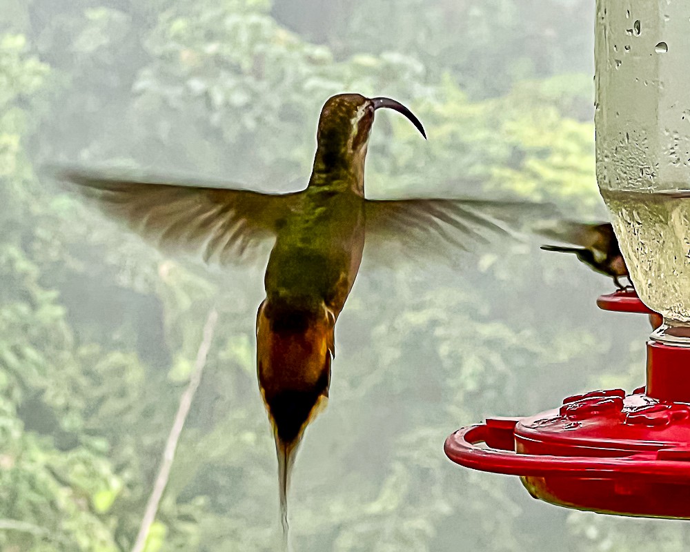 Ermite à ventre fauve - ML647843144