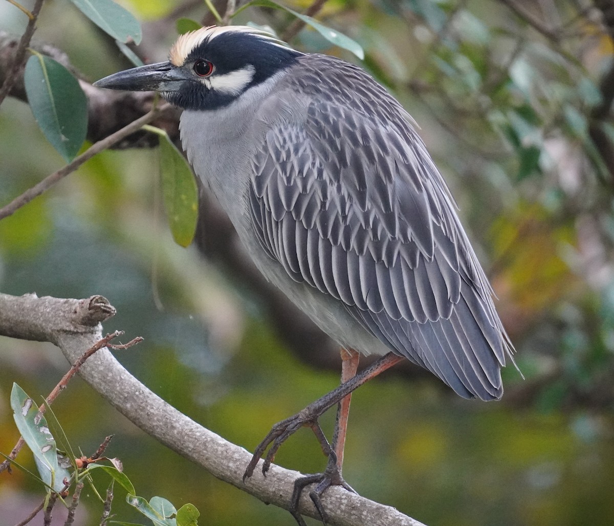 אנפת לילה צהובת-כיפה - ML647843152