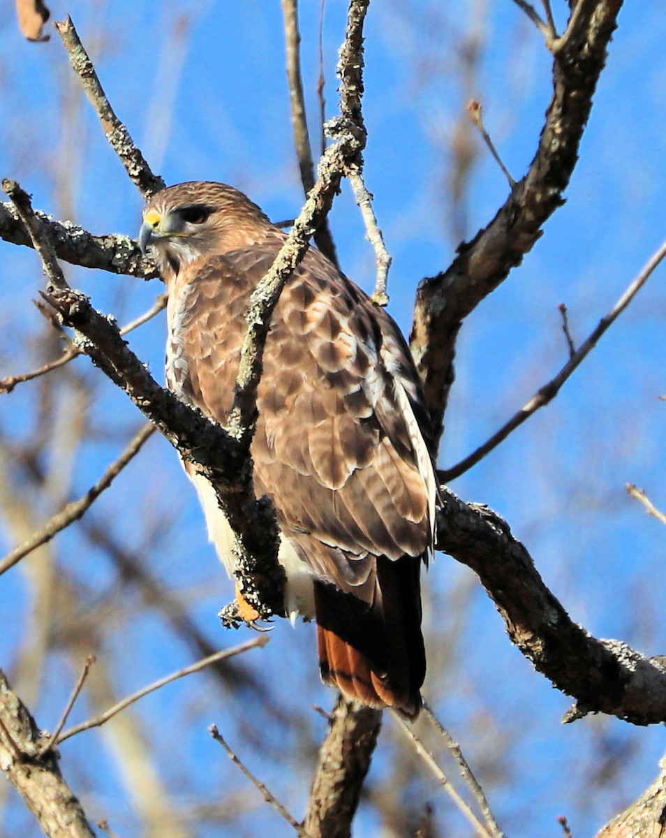 Red-tailed Hawk - ML647843253