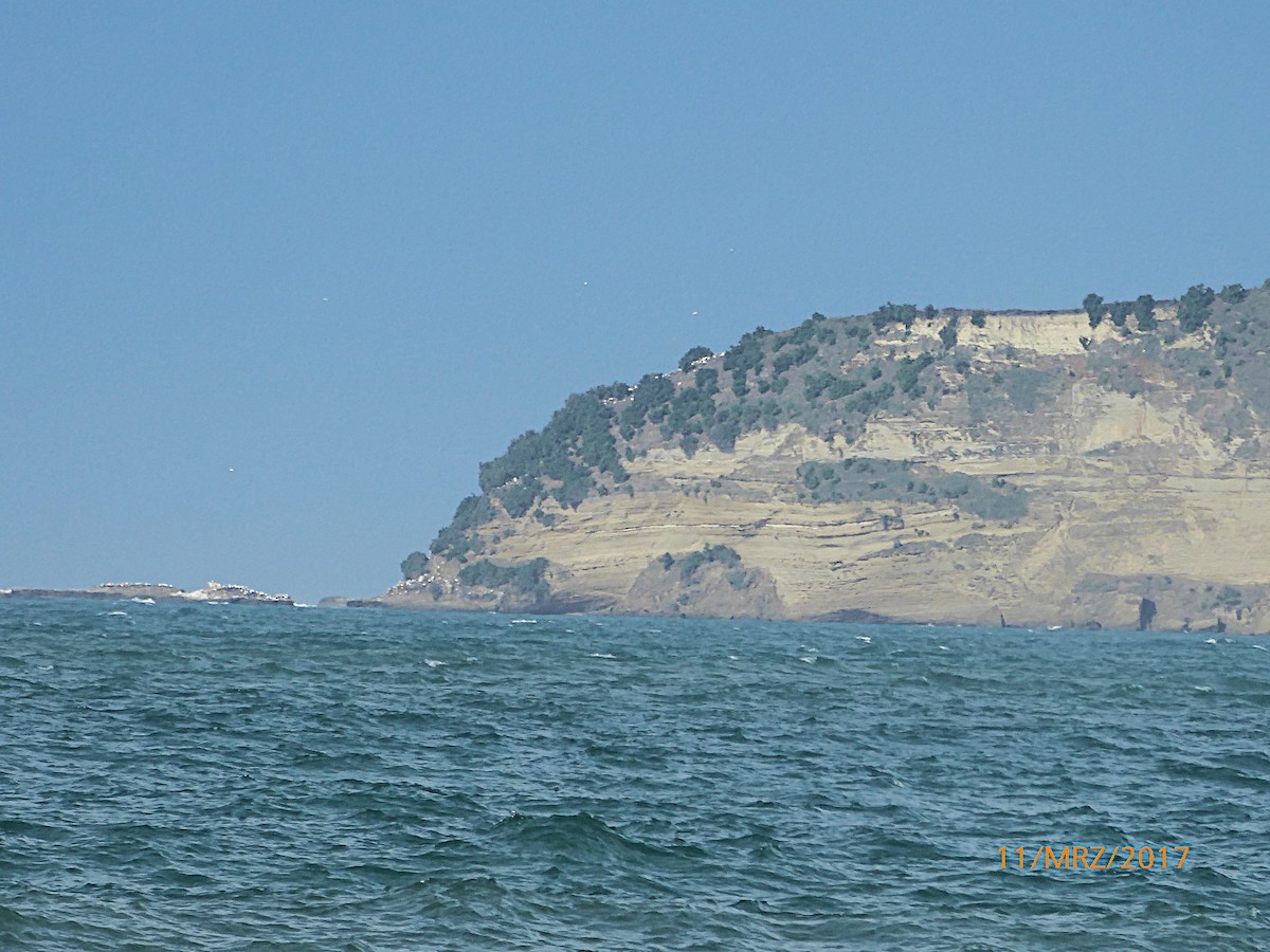 Australasian Gannet - ML647843271