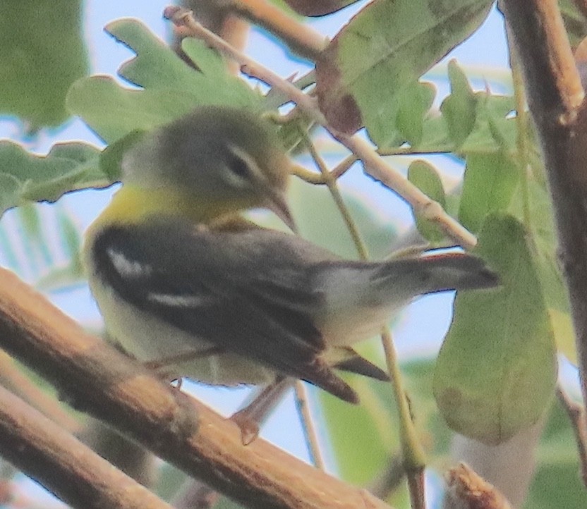 Northern Parula - ML647843287