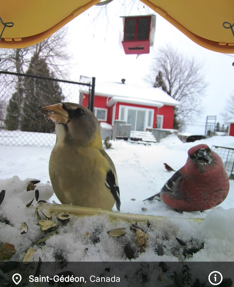 Pinu-gailupa - ML647843291