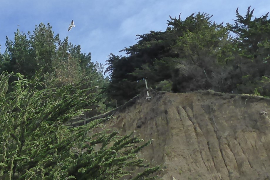 שחף דרומי - ML647843295