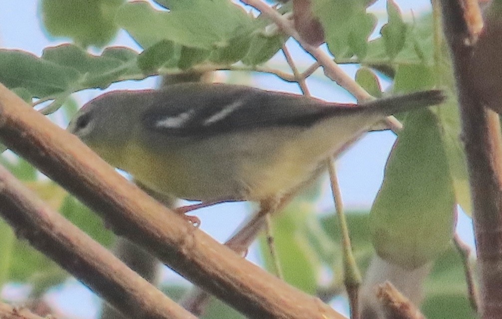 Northern Parula - ML647843300