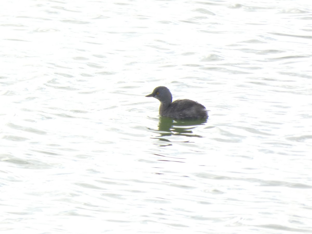 Least Grebe - ML647843340