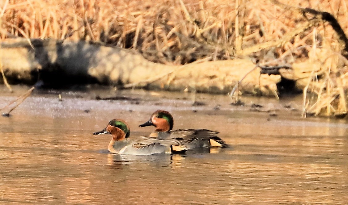 Green-winged Teal - ML647843344