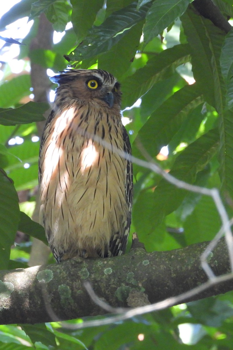 Buffy Fish-Owl - ML647843345