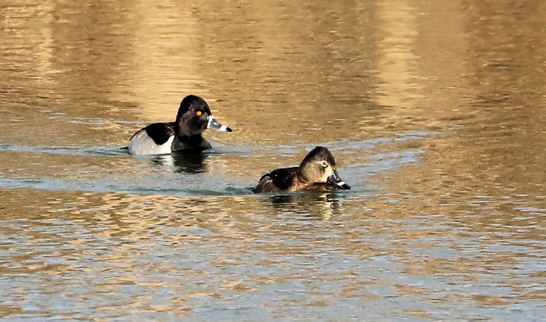 Ring-necked Duck - ML647843373