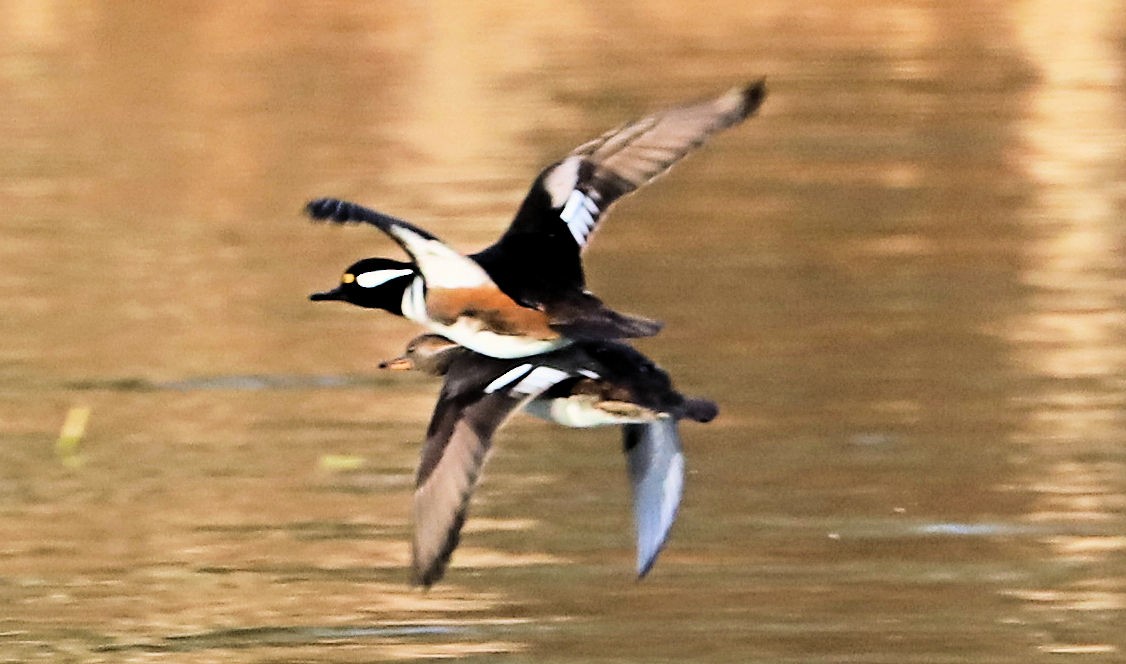Hooded Merganser - ML647843411