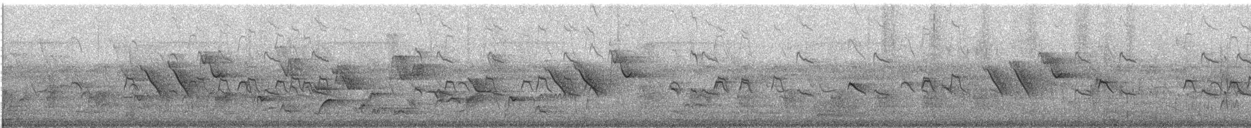 Чёрно-белая муния (nigriceps/woltersi) - ML647843429