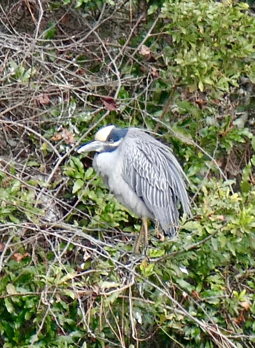 אנפת לילה צהובת-כיפה - ML647843435