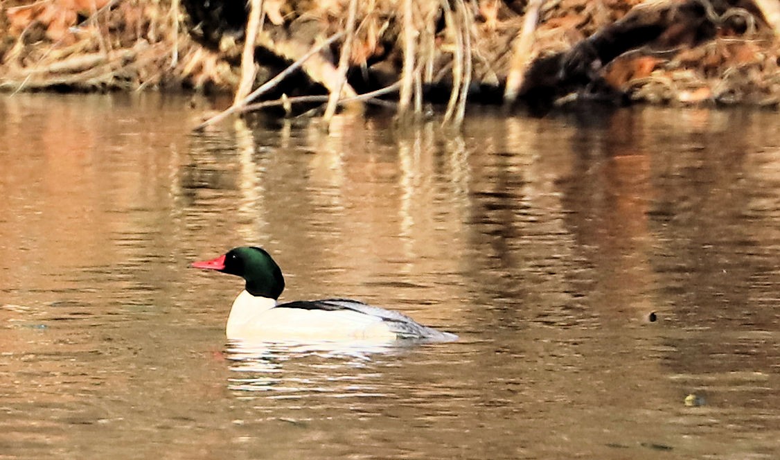 Common Merganser - ML647843441