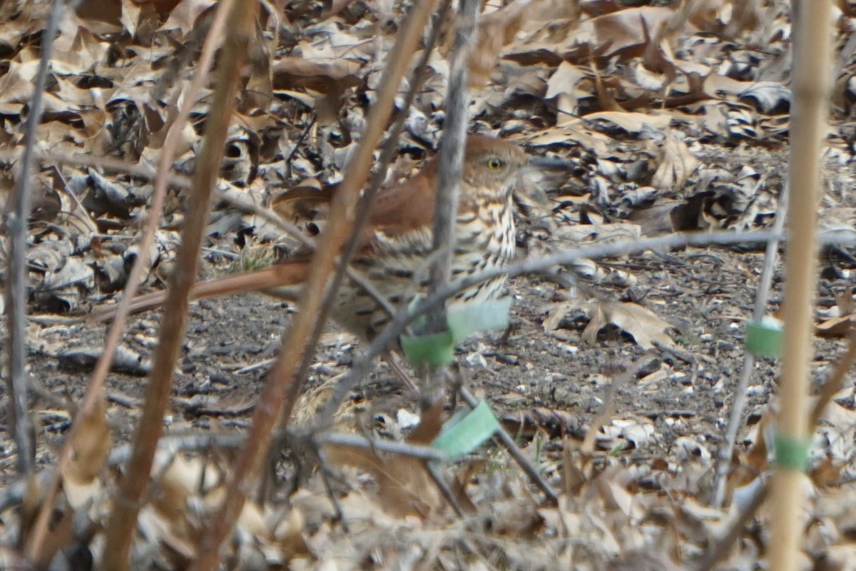 Тремблер прямодзьобий - ML647843458