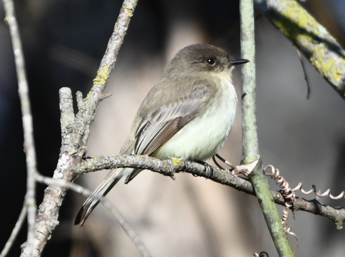 Mosquero Fibí - ML647843459