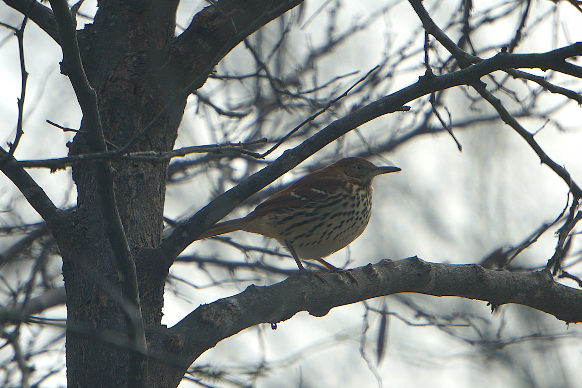 Тремблер прямодзьобий - ML647843460