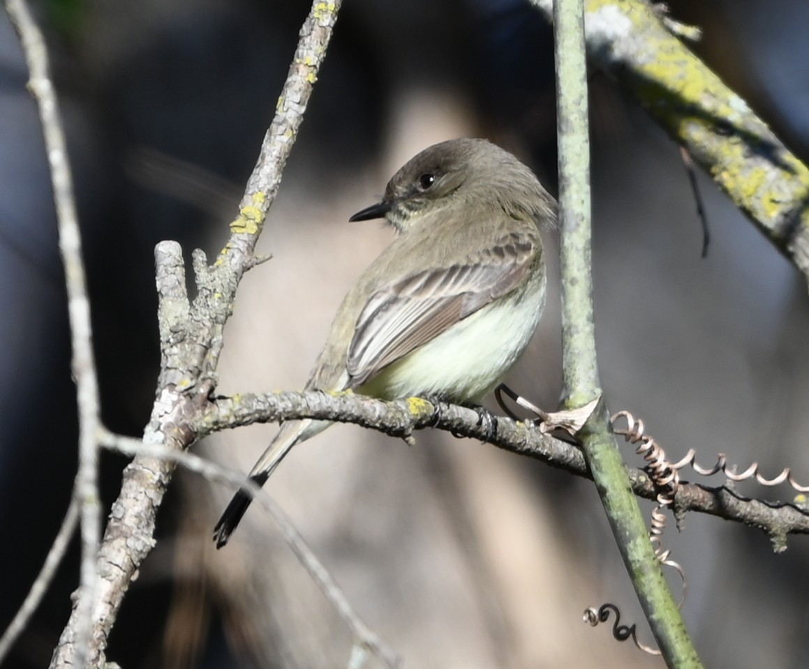 Mosquero Fibí - ML647843466