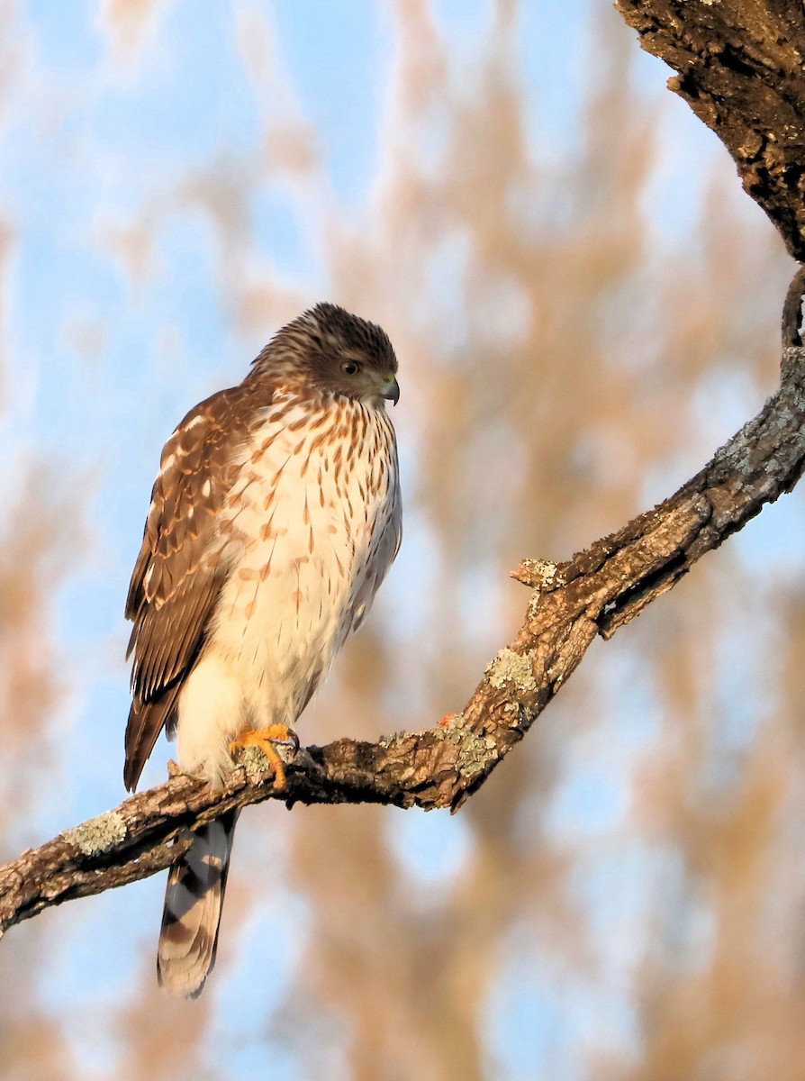 Cooper's Hawk - ML647843468
