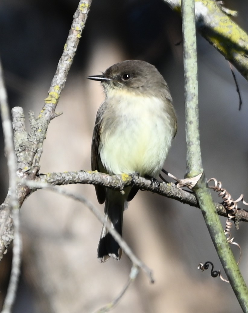 Mosquero Fibí - ML647843477