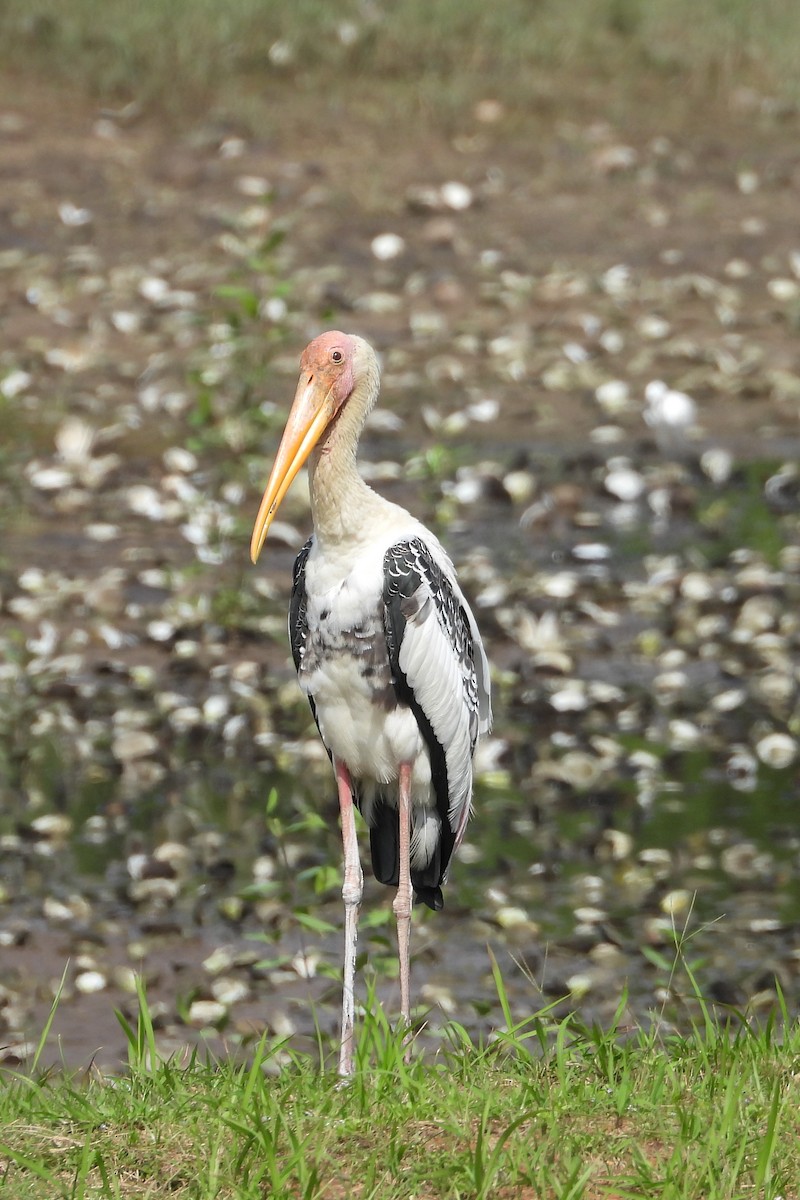 Painted Stork - ML647843480