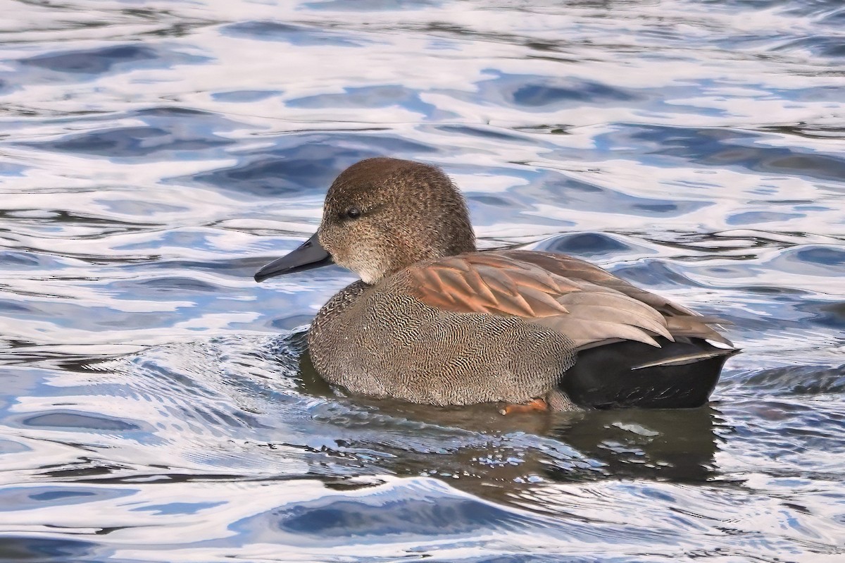 Серая утка - ML647843482