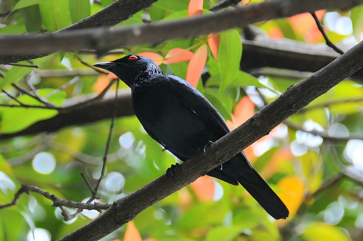 Asian Glossy Starling - ML647843491