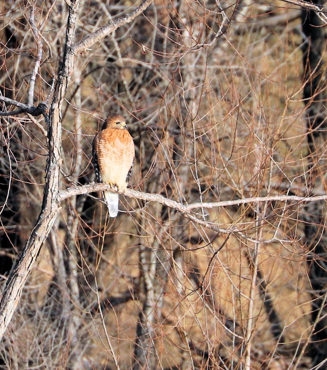 Red-shouldered Hawk - ML647843494