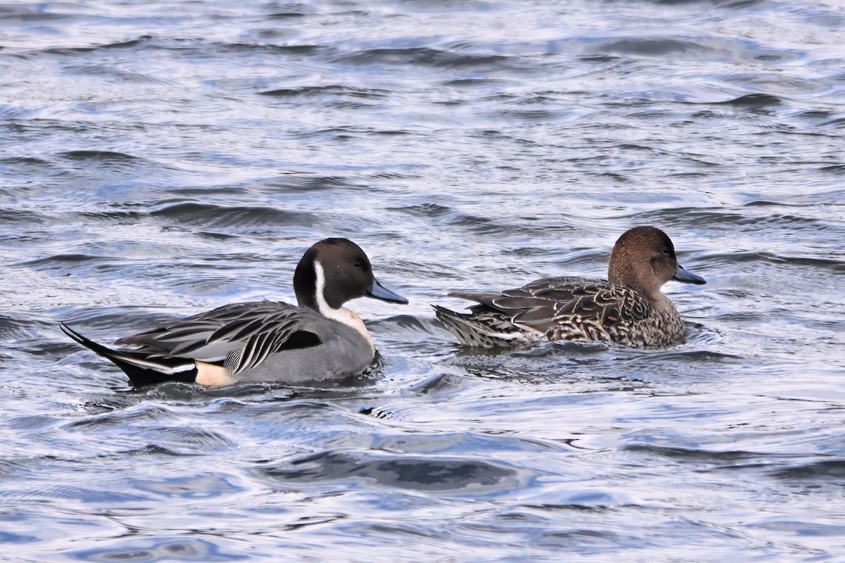 Northern Pintail - ML647843498