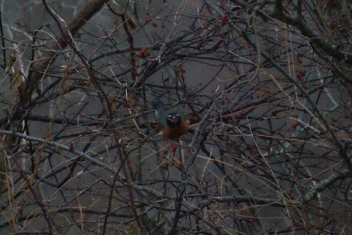 Wanderdrossel - ML647843499