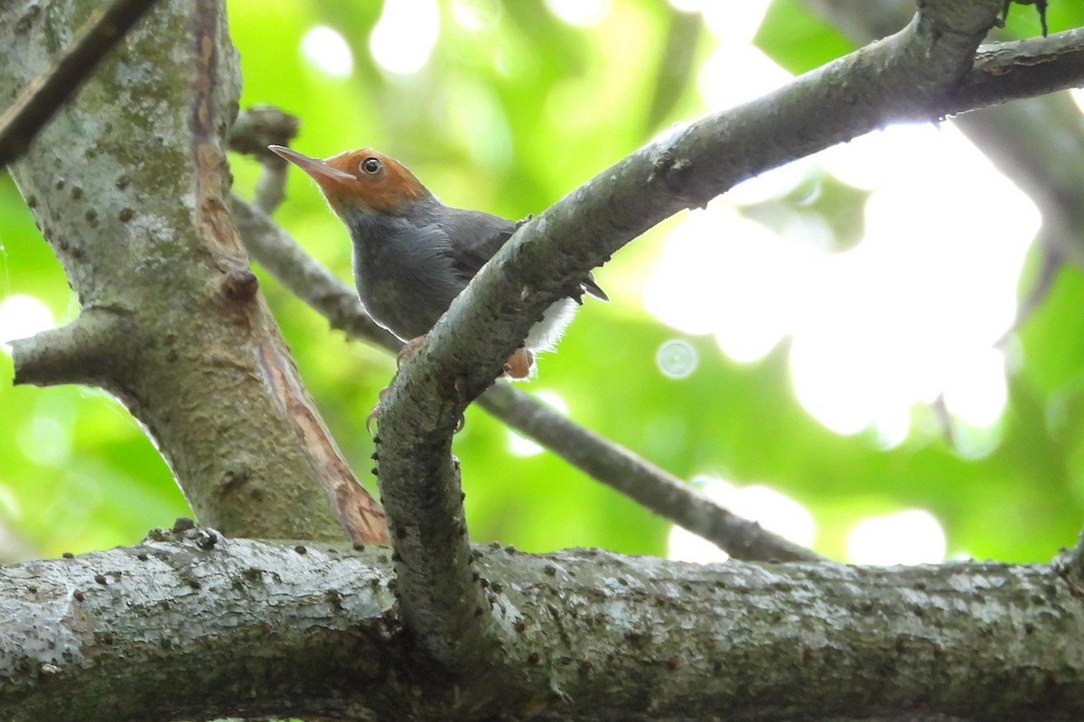 Ashy Tailorbird - ML647843509