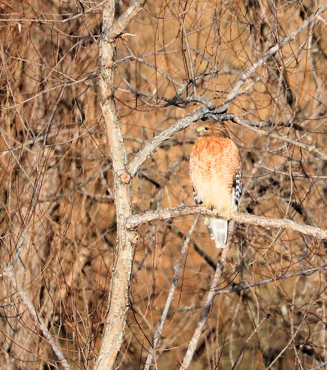 Red-shouldered Hawk - ML647843511