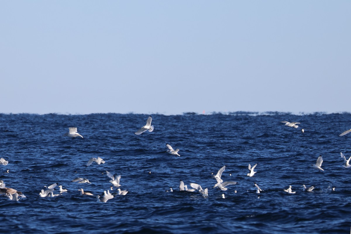 krykkje - ML647843516