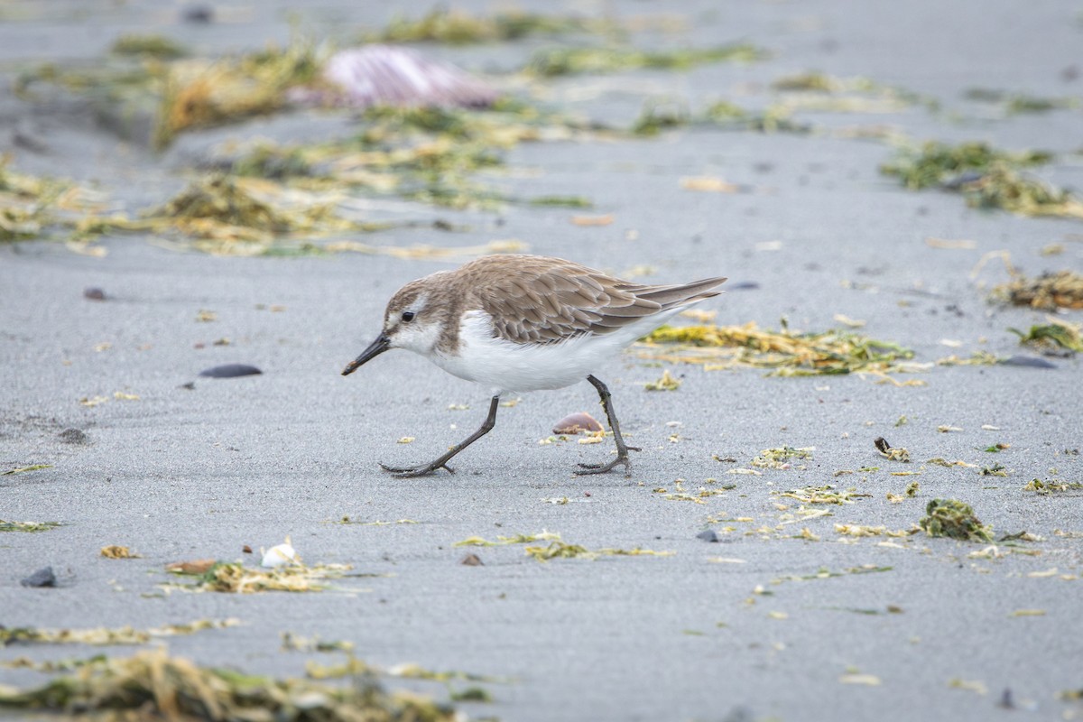 Semipalmated Sandpiper - ML647843519