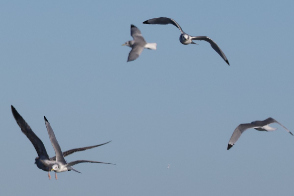 krykkje - ML647843520