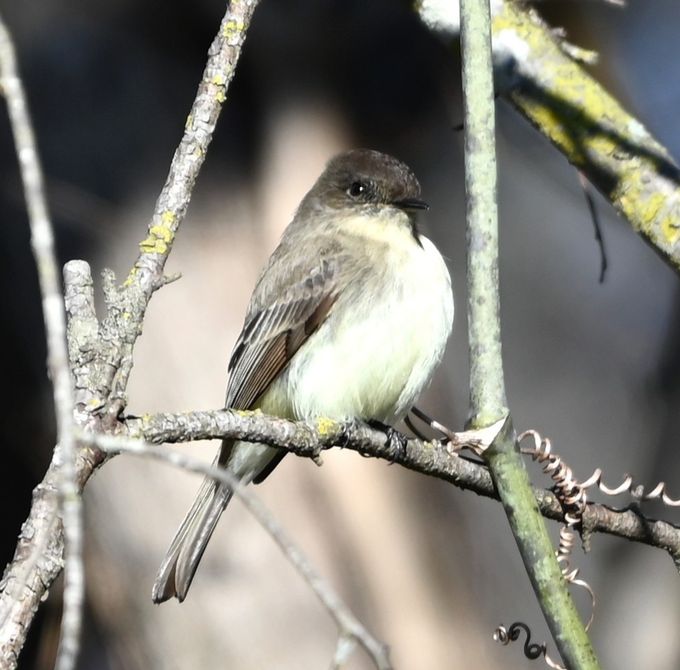 Mosquero Fibí - ML647843522