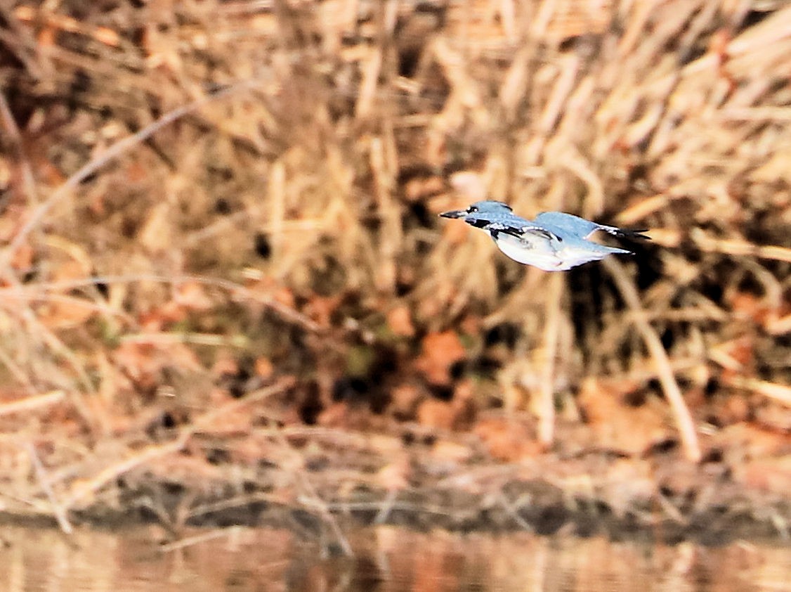 Belted Kingfisher - ML647843529
