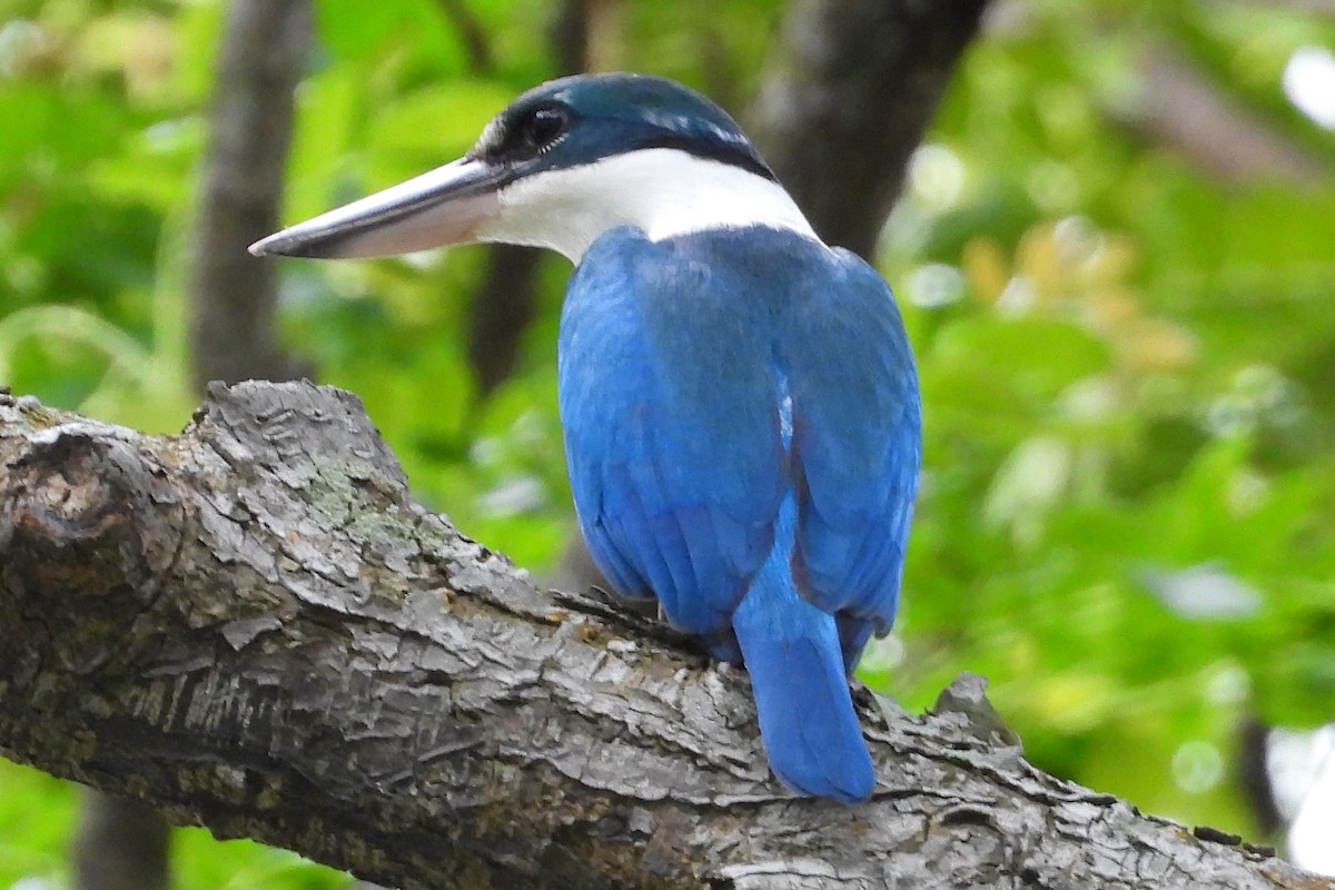 Collared Kingfisher - ML647843537