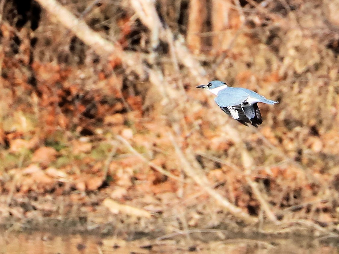 Belted Kingfisher - ML647843547