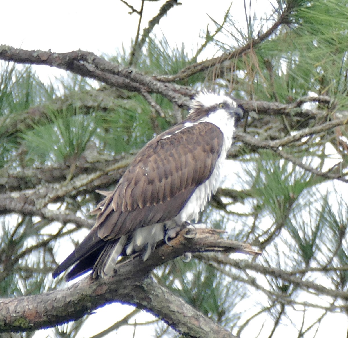 魚鷹 - ML647843568