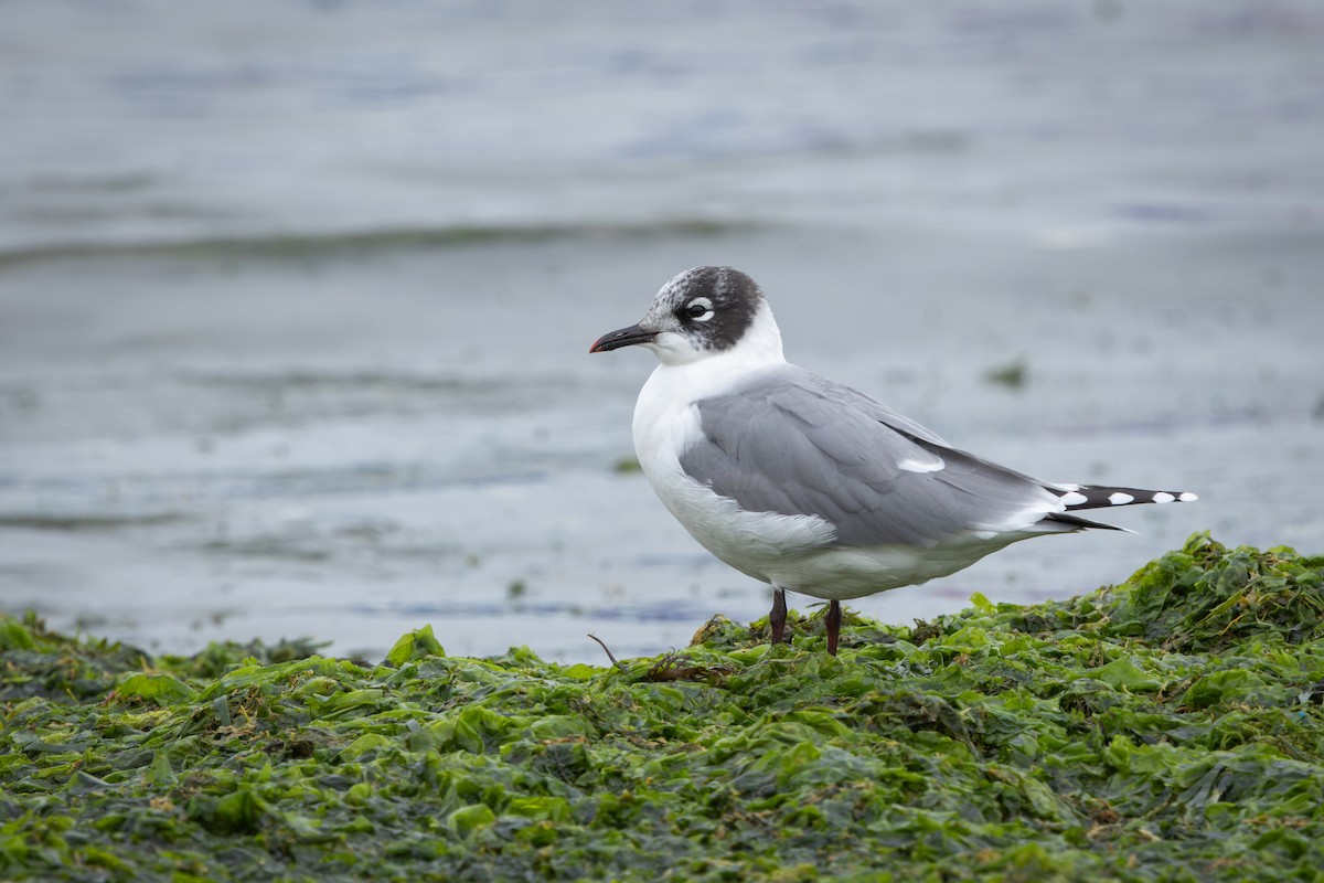 弗氏鷗 - ML647843577