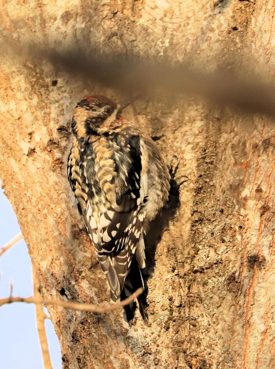 Yellow-bellied Sapsucker - ML647843578