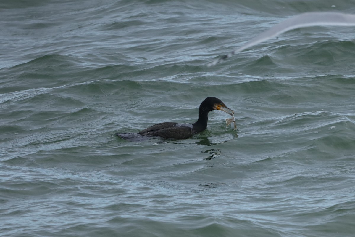 鸕鷀 - ML647843579