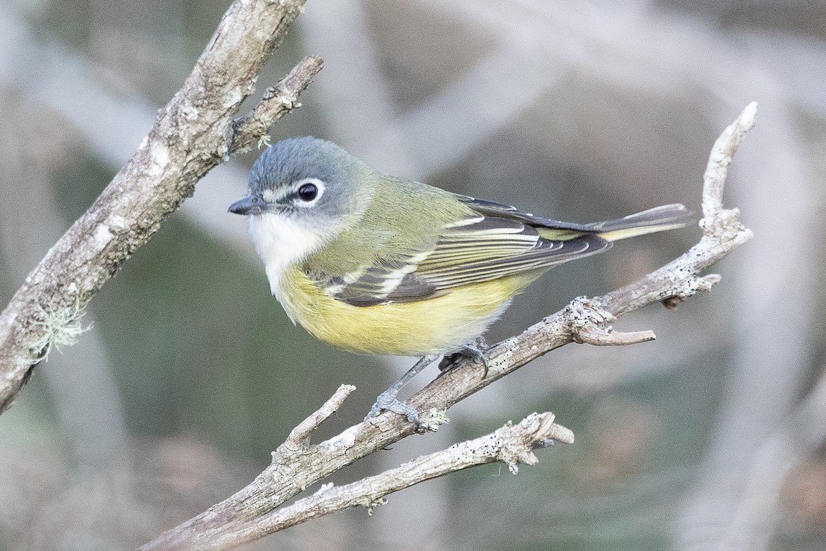 Blue-headed Vireo - ML647843580