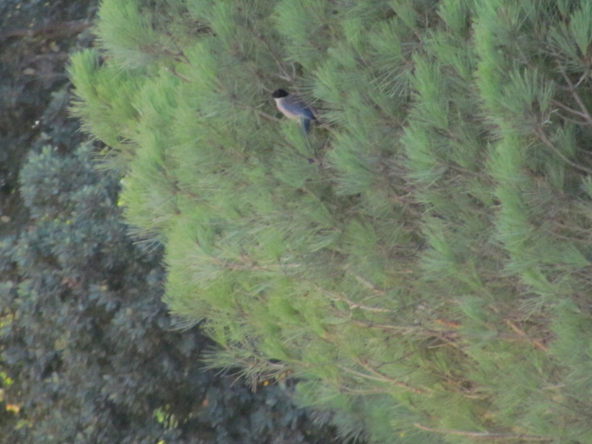 Iberian Magpie - ML647843583