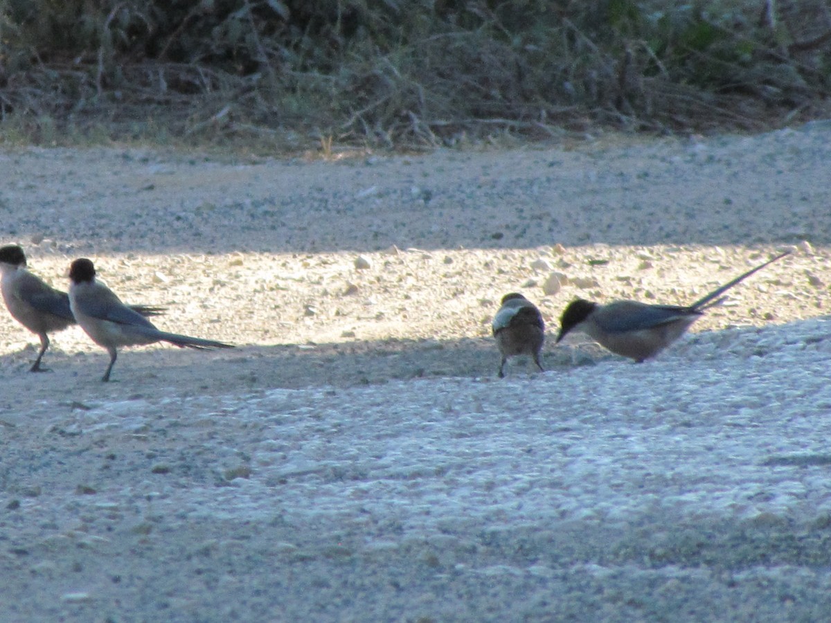 Iberian Magpie - ML647843584