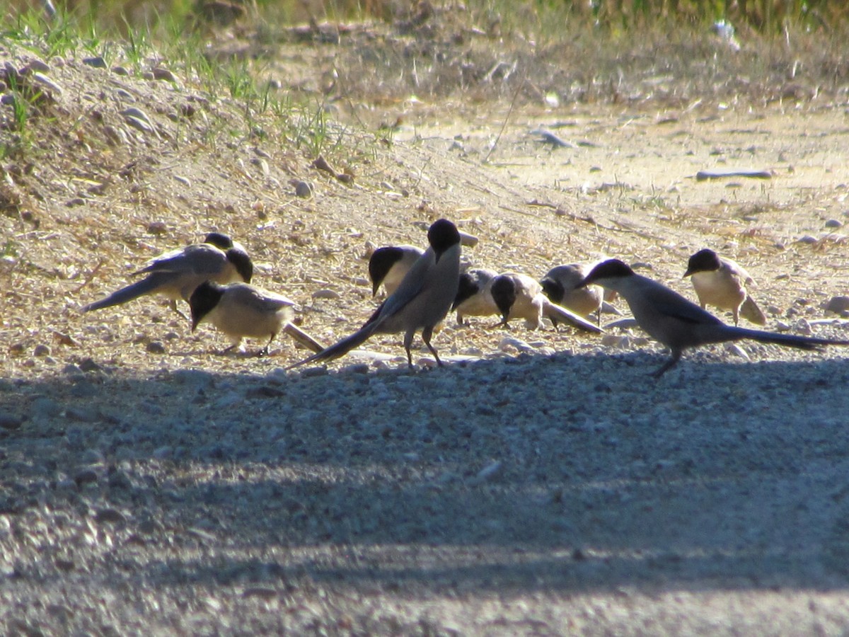 Iberian Magpie - ML647843585