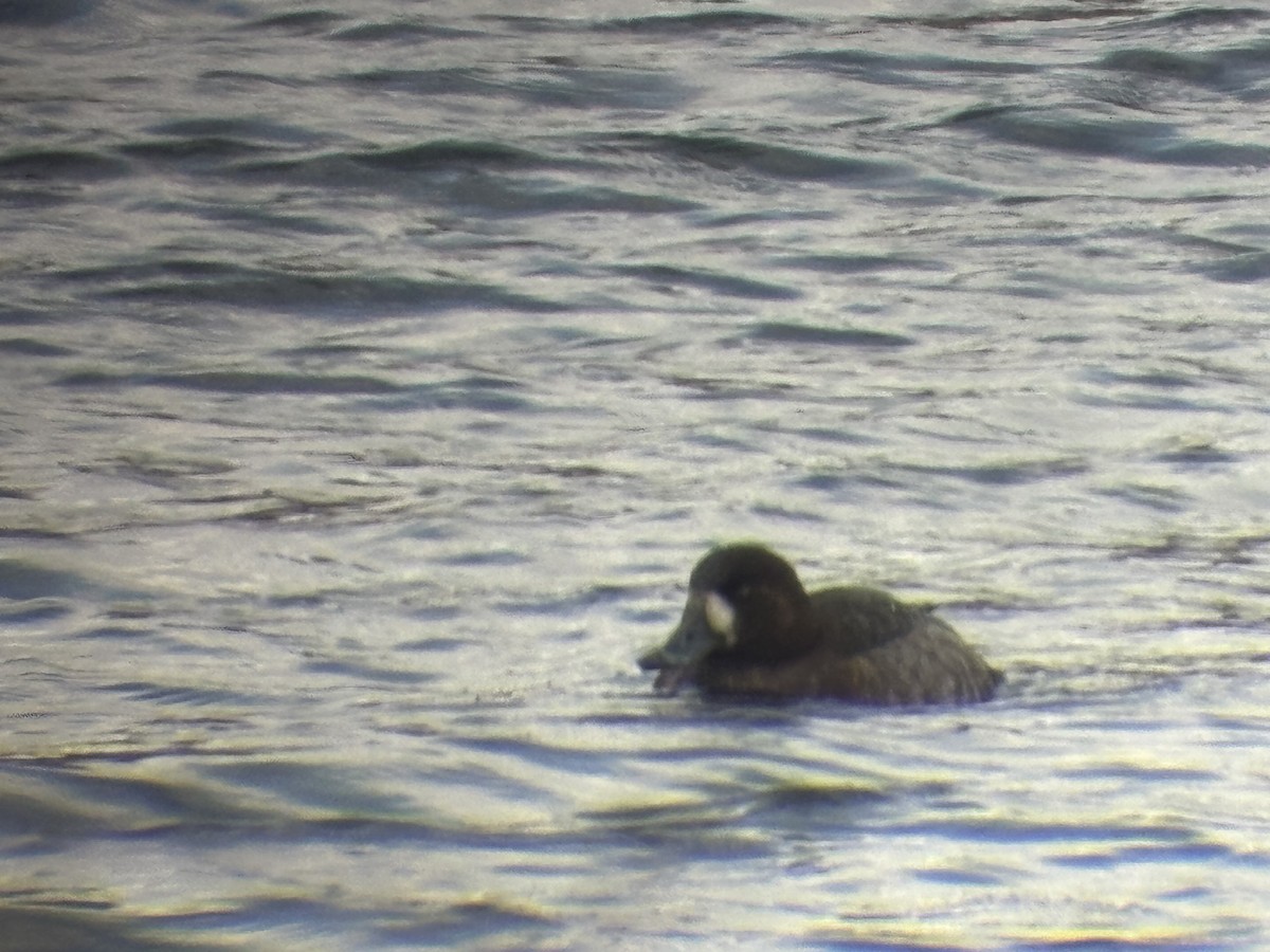 斑背潛鴨 - ML647843586