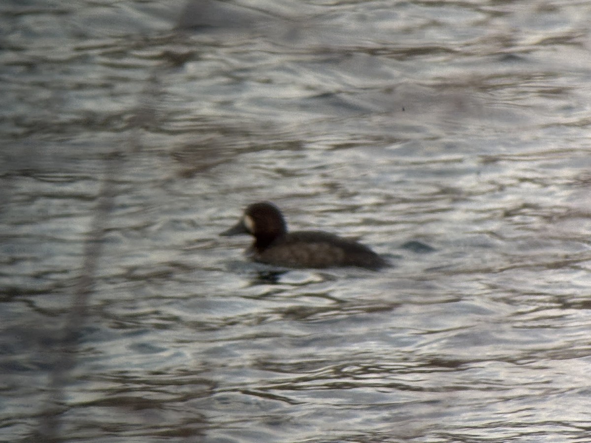 斑背潛鴨 - ML647843587