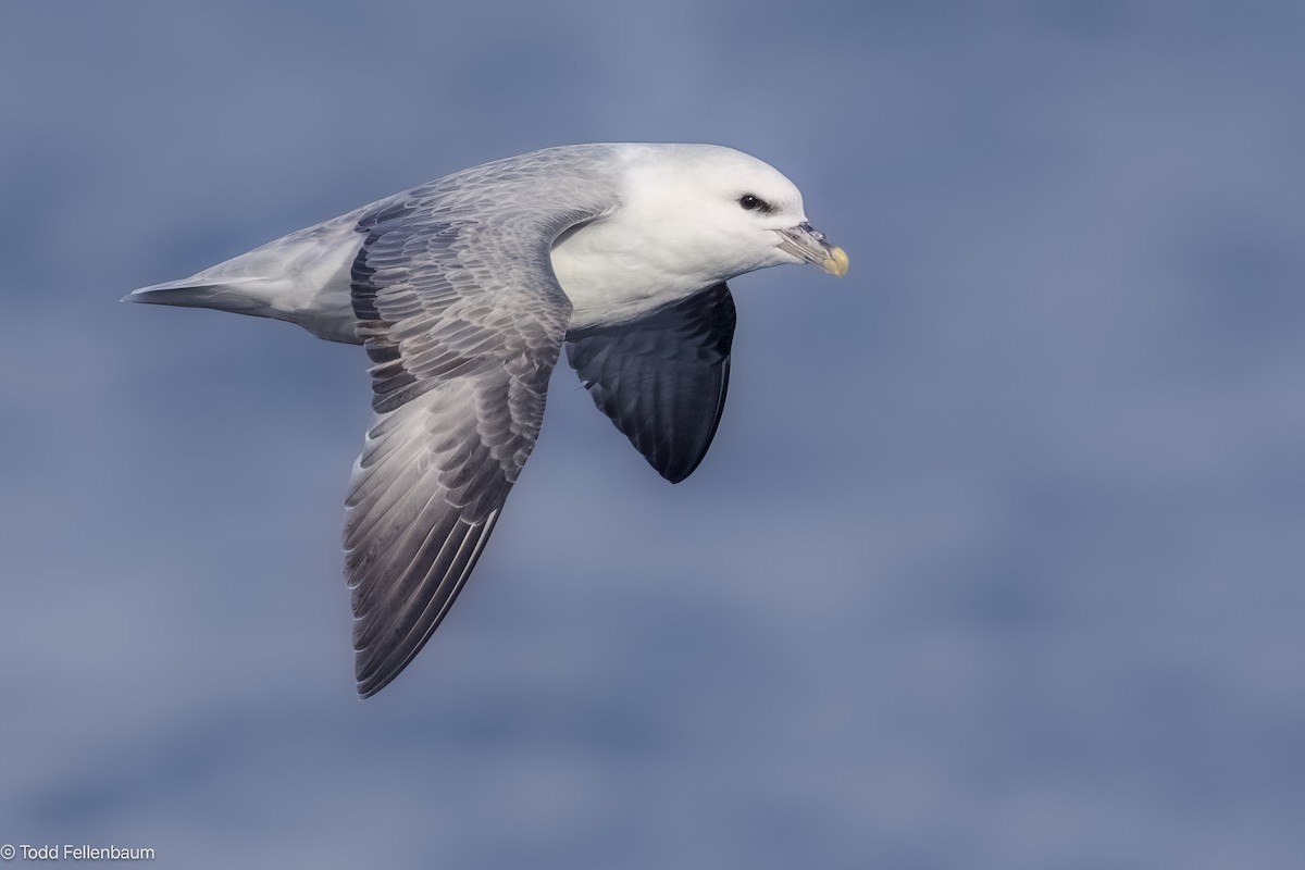 暴風鸌 - ML647843589