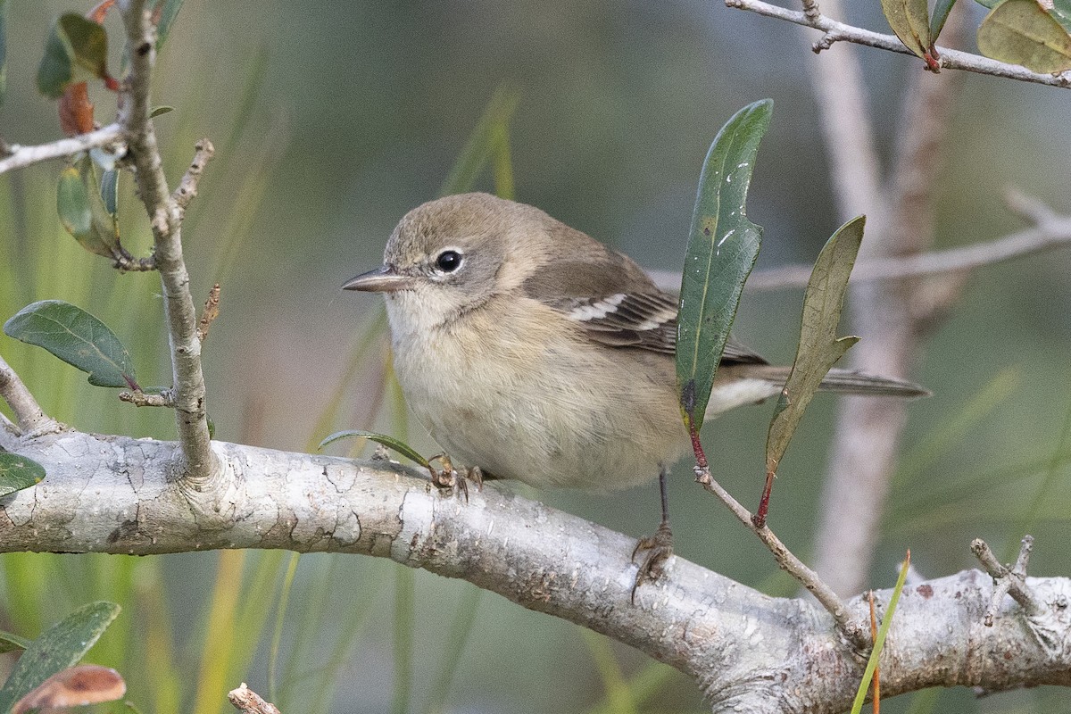 Pine Warbler - ML647843591